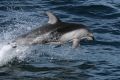 Pacific White-sided Dolphin